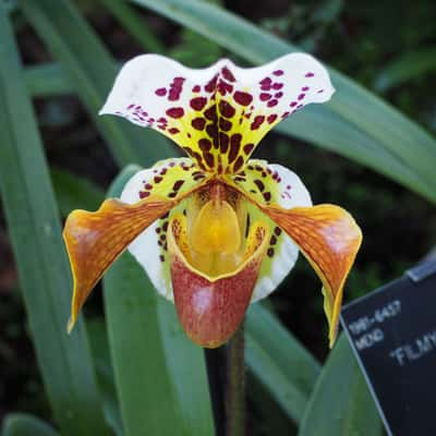 The Orchid Exhibition, United Kingdom