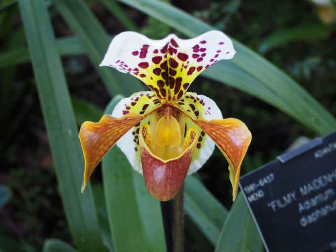 The Orchid Exhibition