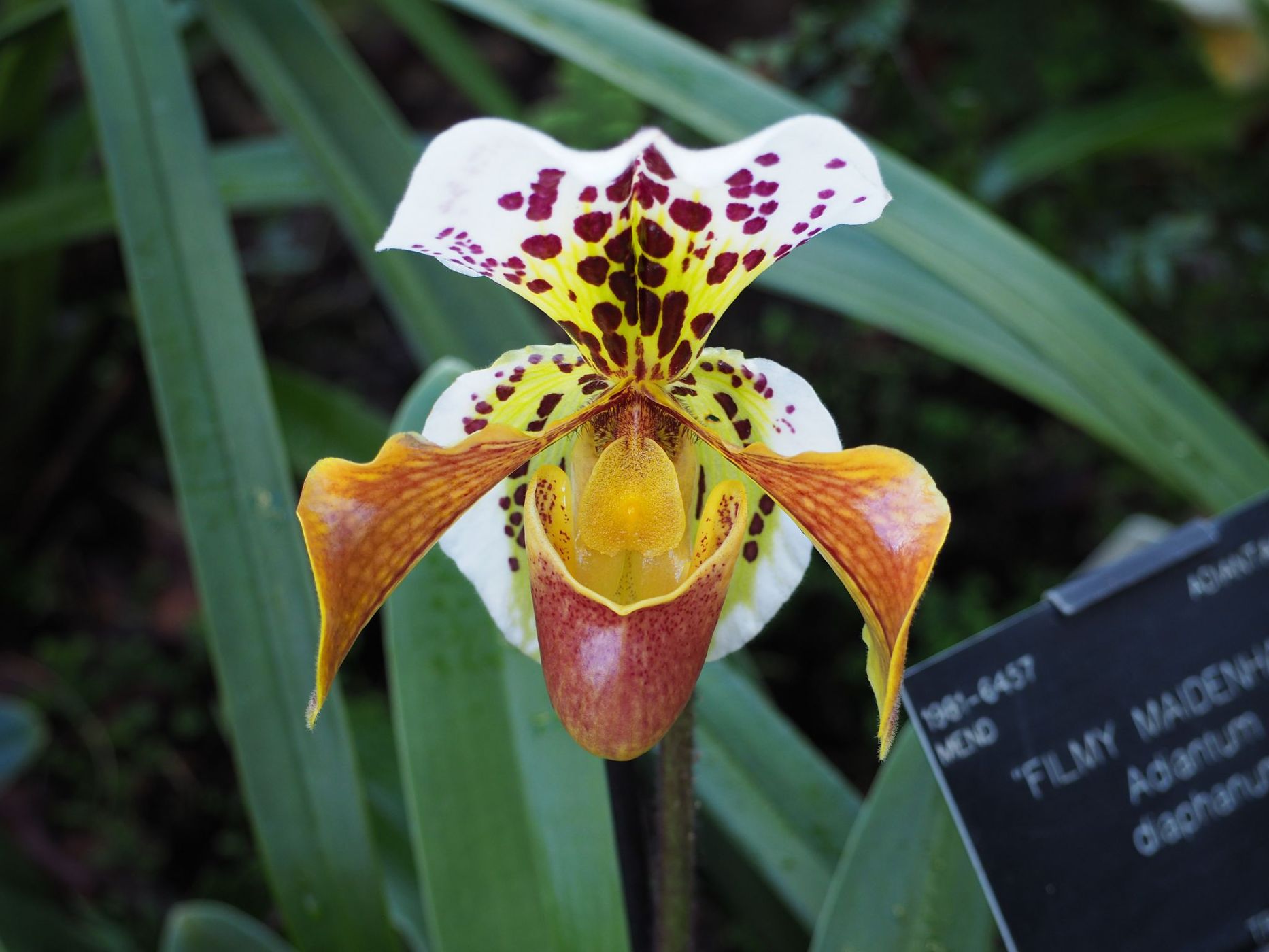 The Orchid Exhibition, United Kingdom
