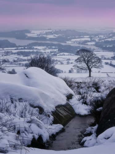 The Roaches