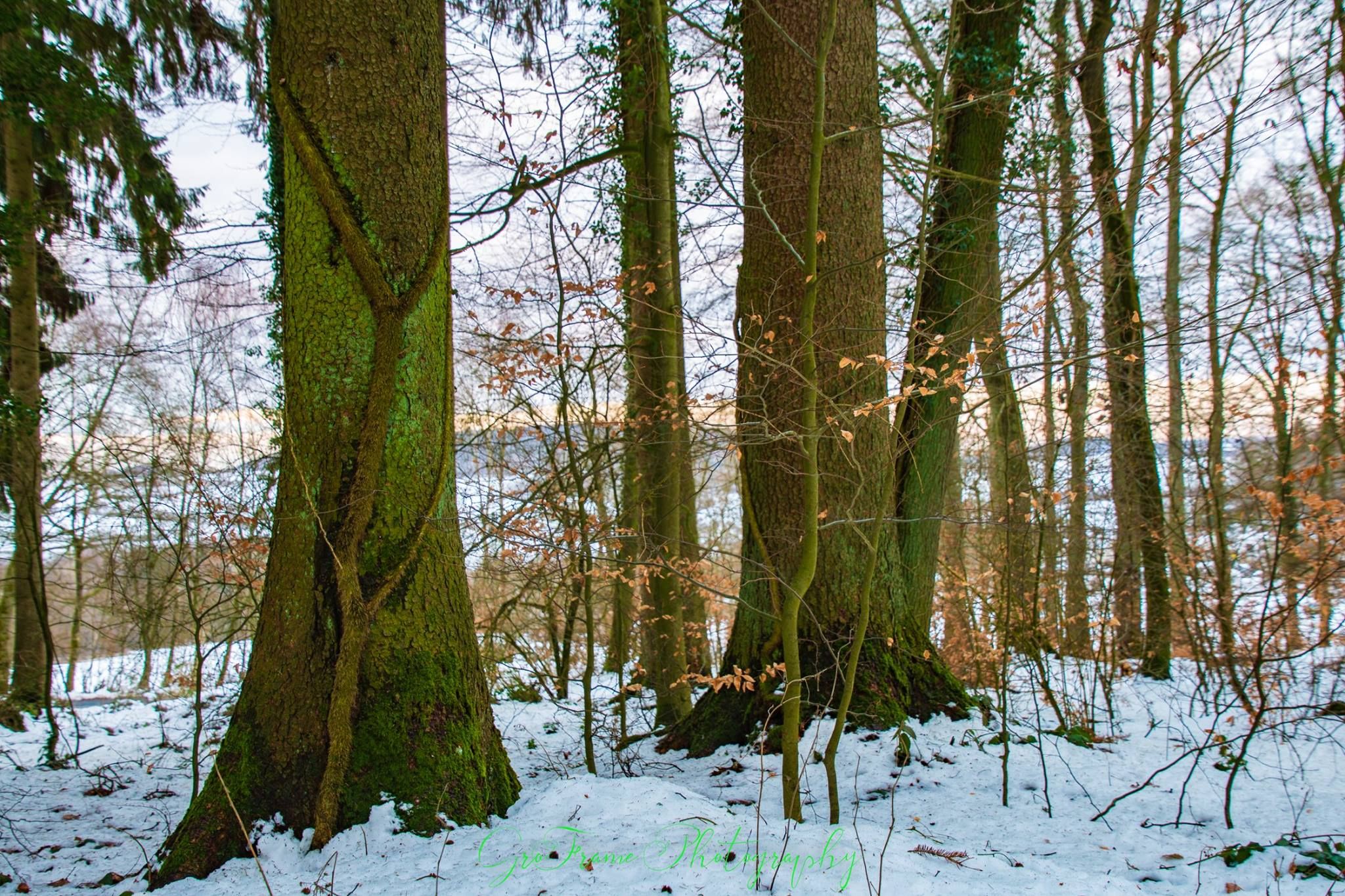 Wolfskaul, Germany