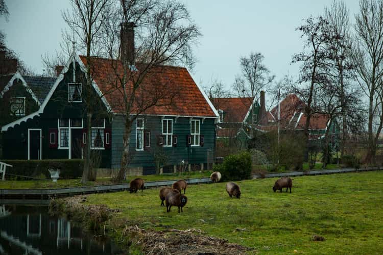 Cheese Farm De Haal at Zaanse Schans, Zaandam
