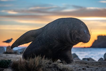 Aramoana Seal at sunrise Dunedin South Island
