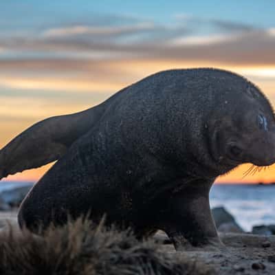 Aramoana Seal at sunrise Dunedin South Island, New Zealand