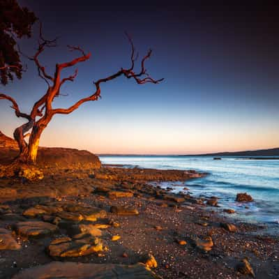 Auckland Rangitoto Island sunrise, New Zealand