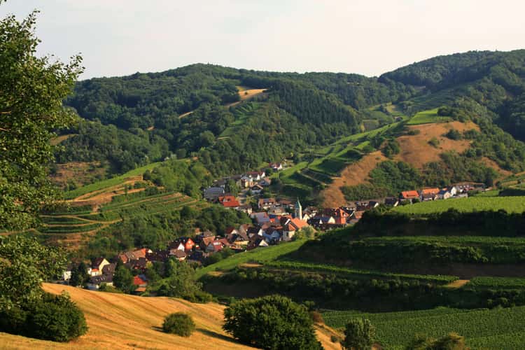 Blick auf Schelingen im Kaiserstuhl