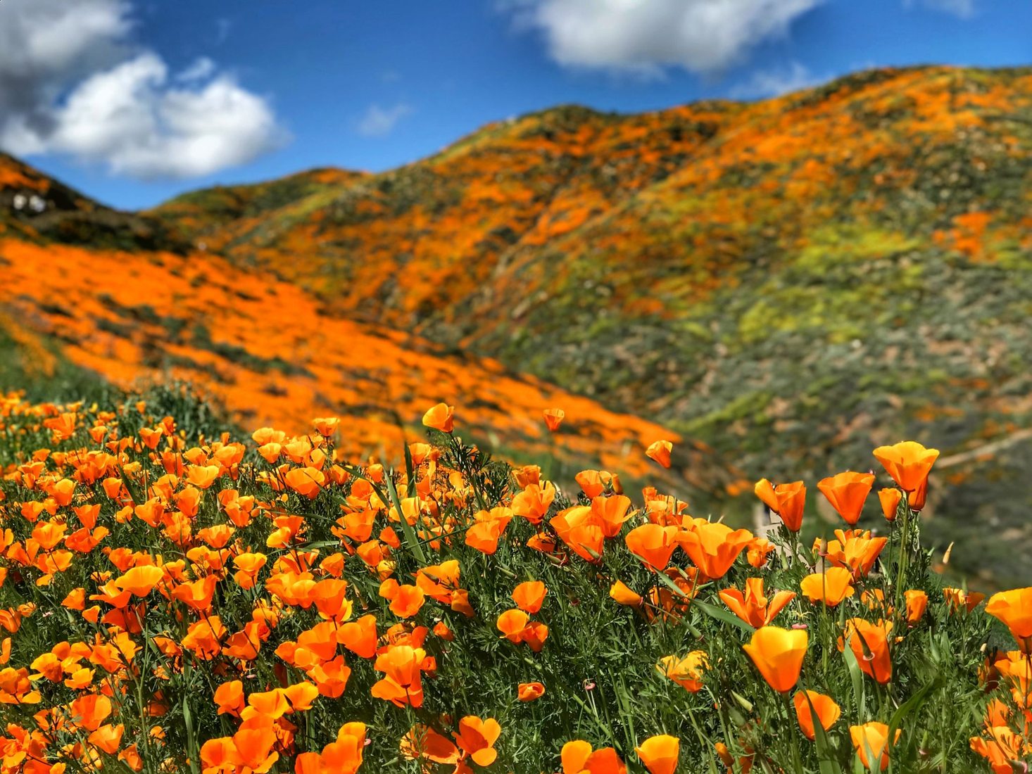 California Golden Poppy, Lake Elsinore, CA, USA