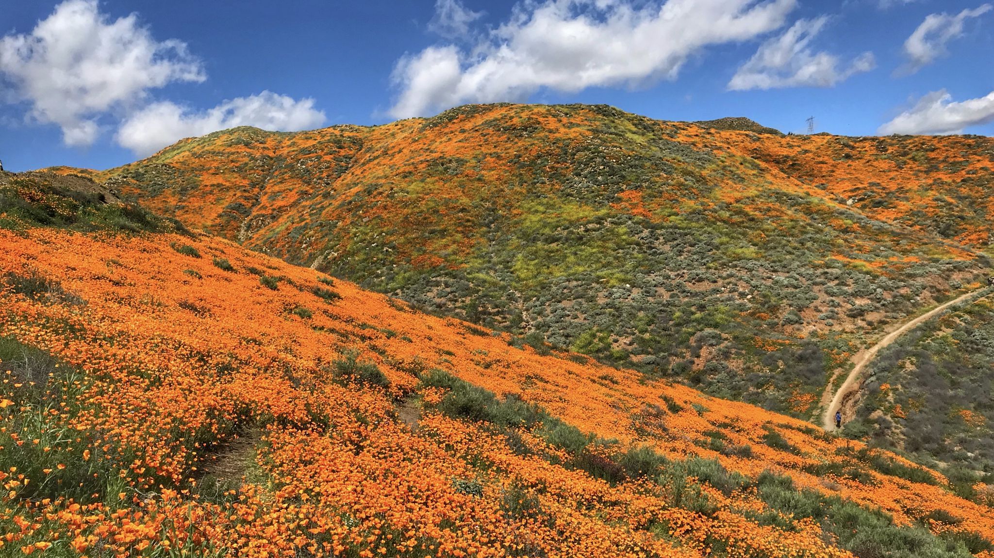 California Golden Poppy, Lake Elsinore, CA, USA