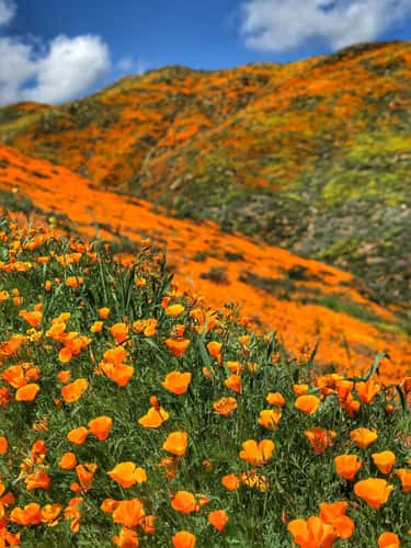 California Golden Poppy, Lake Elsinore, CA