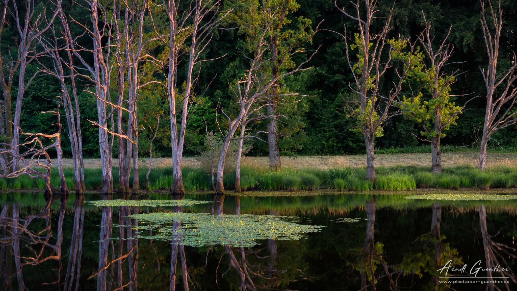 A biotope in Upper Bavaria, Erling, Germany