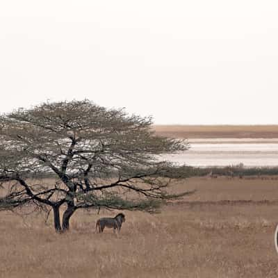 Etosha National Park, Namibia