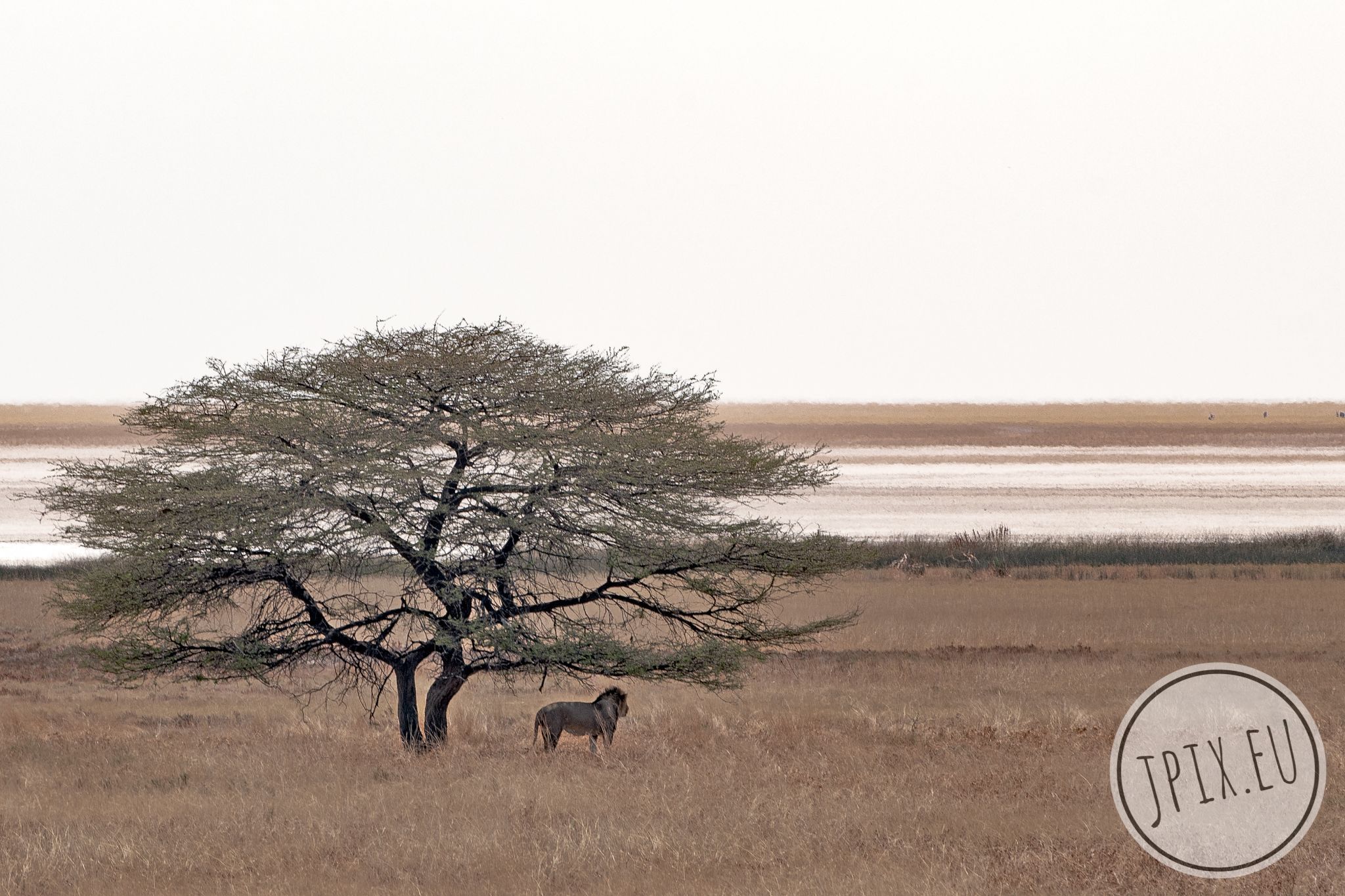 Etosha National Park, Namibia