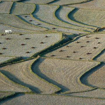 fields near Paro, Bhutan
