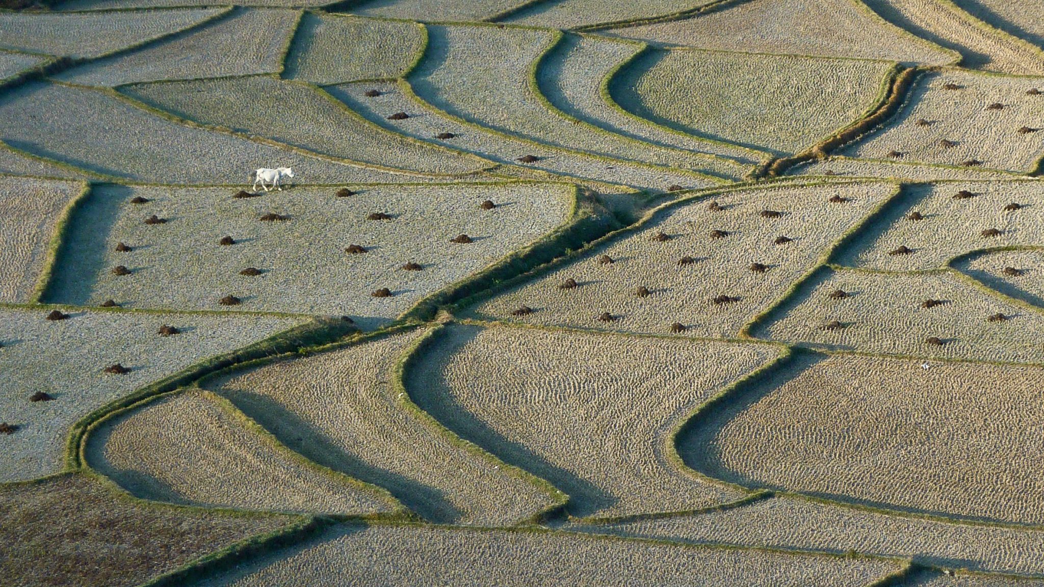 fields near Paro, Bhutan