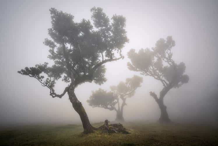 Fog Forest Fanal, Madeira
