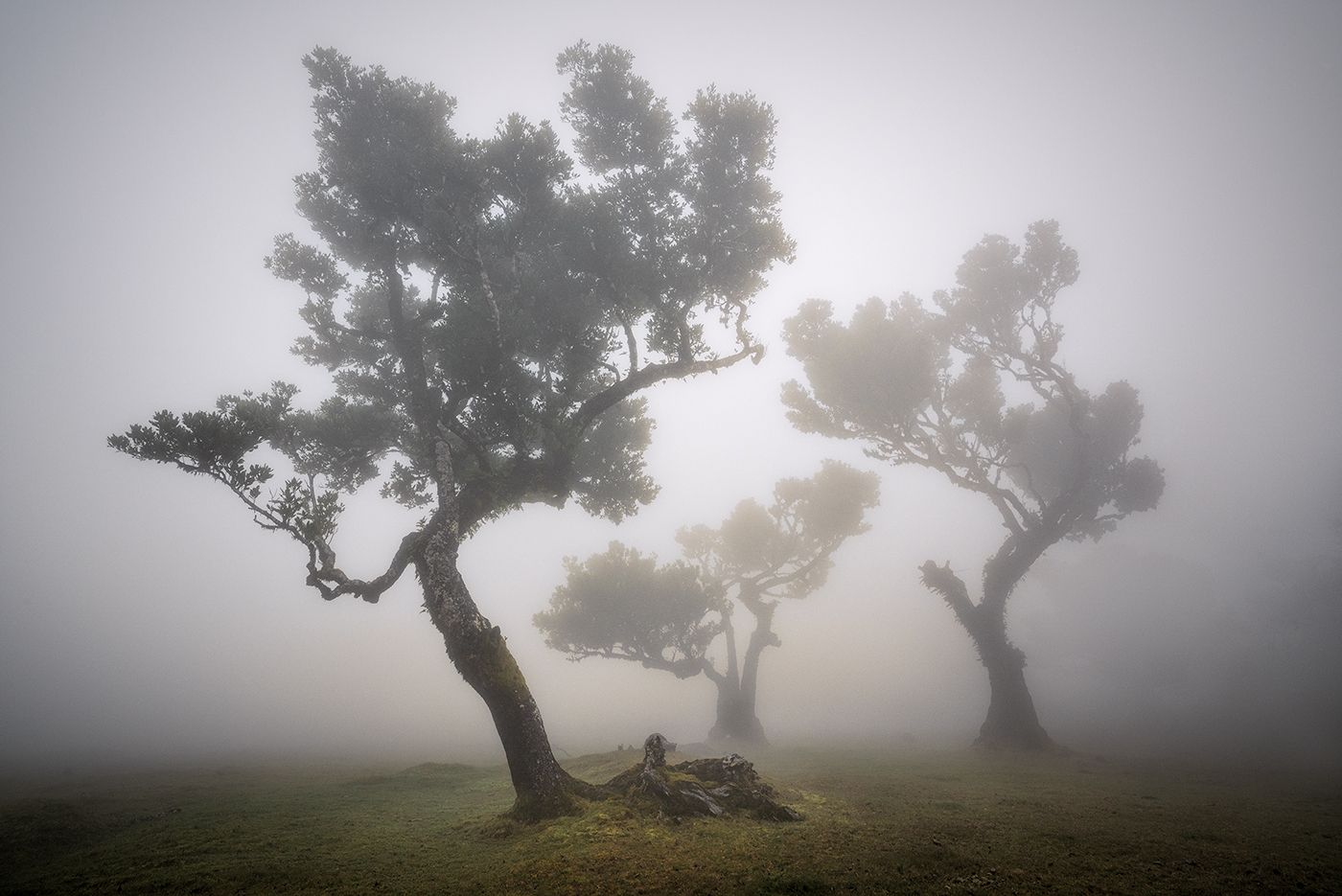 Fog Forest Fanal, Madeira, Portugal