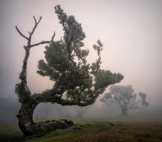 Fog Forest Fanal, Madeira