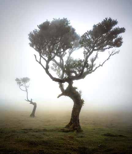 Fog Forest Fanal, Madeira