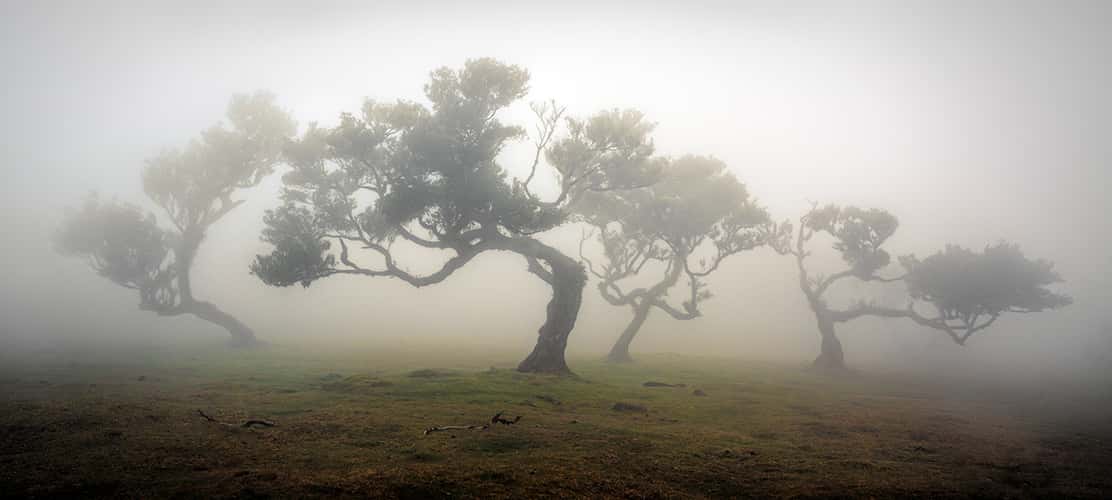 Fog Forest Fanal, Madeira