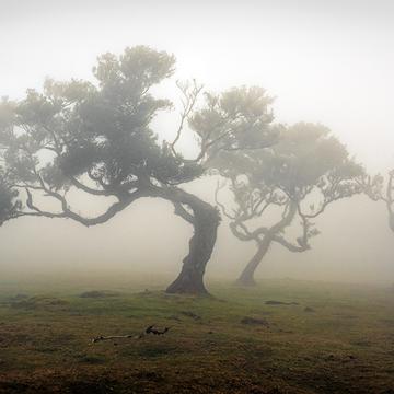 Fog Forest Fanal (Madeira / Portugal), Portugal