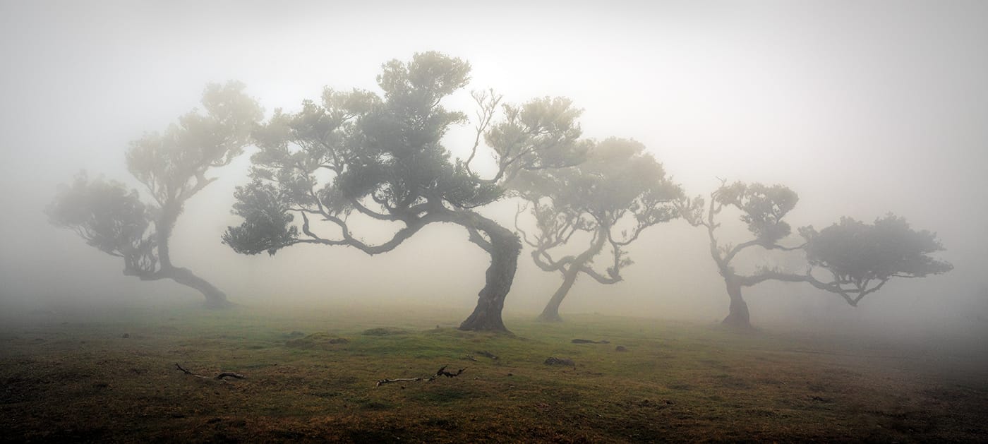 Fog Forest Fanal, Madeira, Portugal