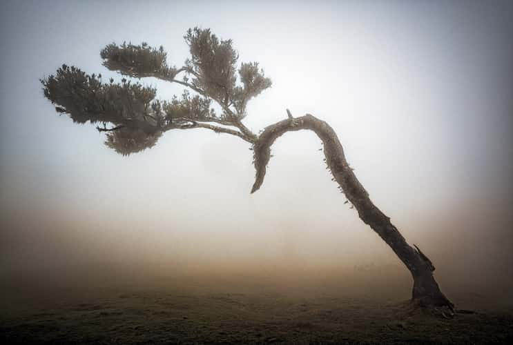 Fog Forest Fanal, Madeira