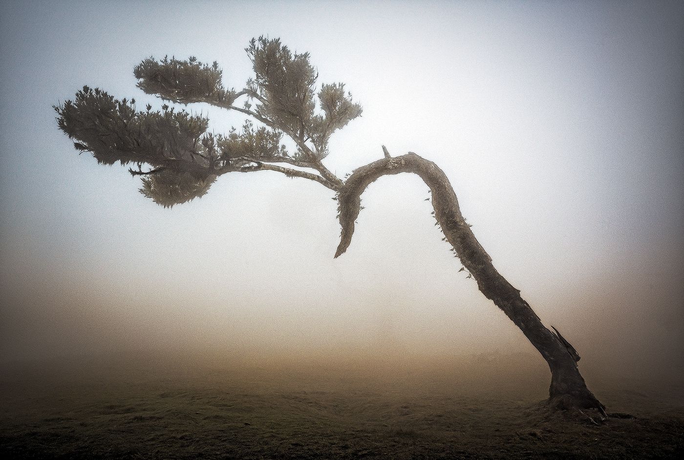Fog Forest Fanal, Madeira, Portugal