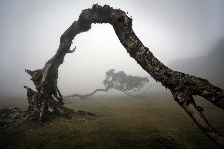 Fog Forest Fanal, Madeira