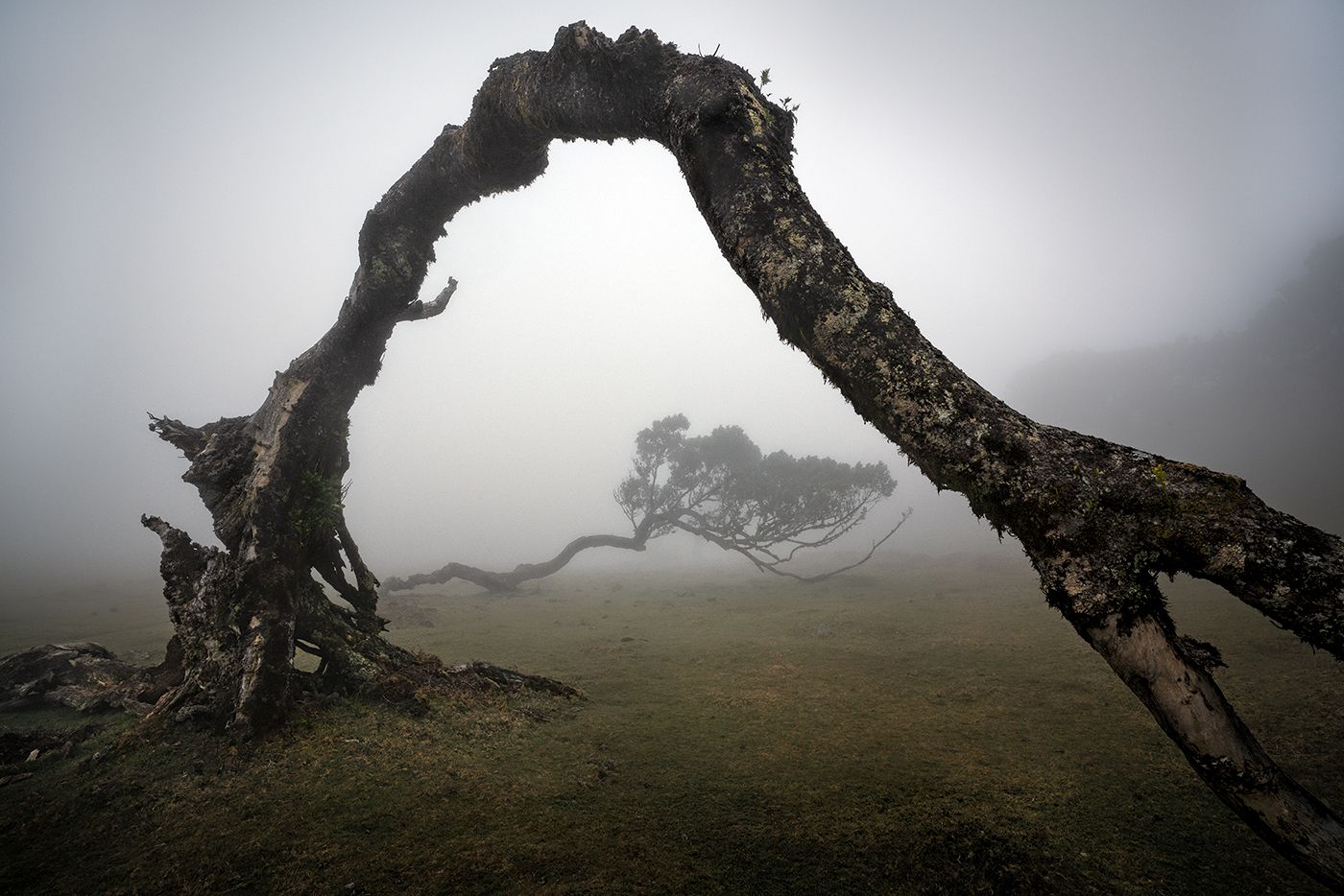 Fog Forest Fanal, Madeira, Portugal