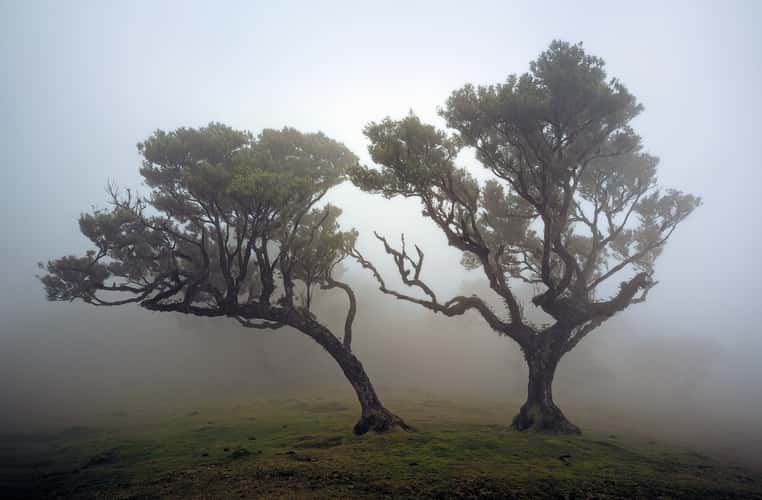 Fog Forest Fanal, Madeira
