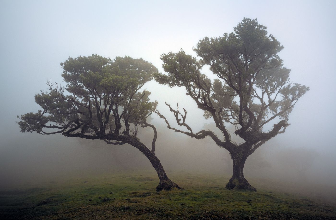 Fog Forest Fanal, Madeira, Portugal