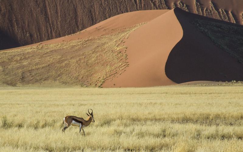 Gazelle and desert