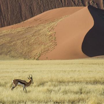 Gazelle and desert, Namibia