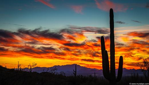 Giant Saguaro @ Sunset