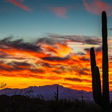 Giant Saguaro @ Sunset, USA