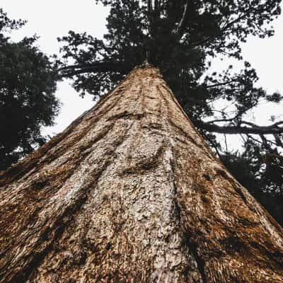 Sequoia and Kings Canyon National Parks, USA