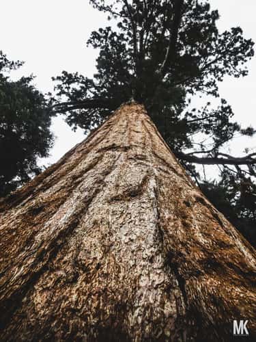 Sequoia and Kings Canyon National Parks