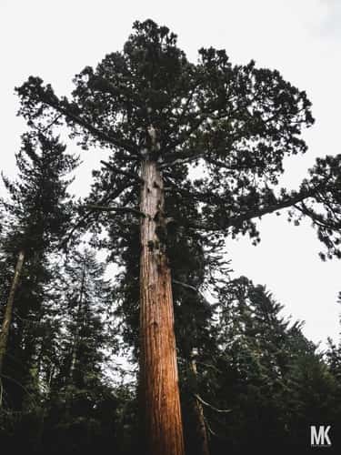 Sequoia and Kings Canyon National Parks