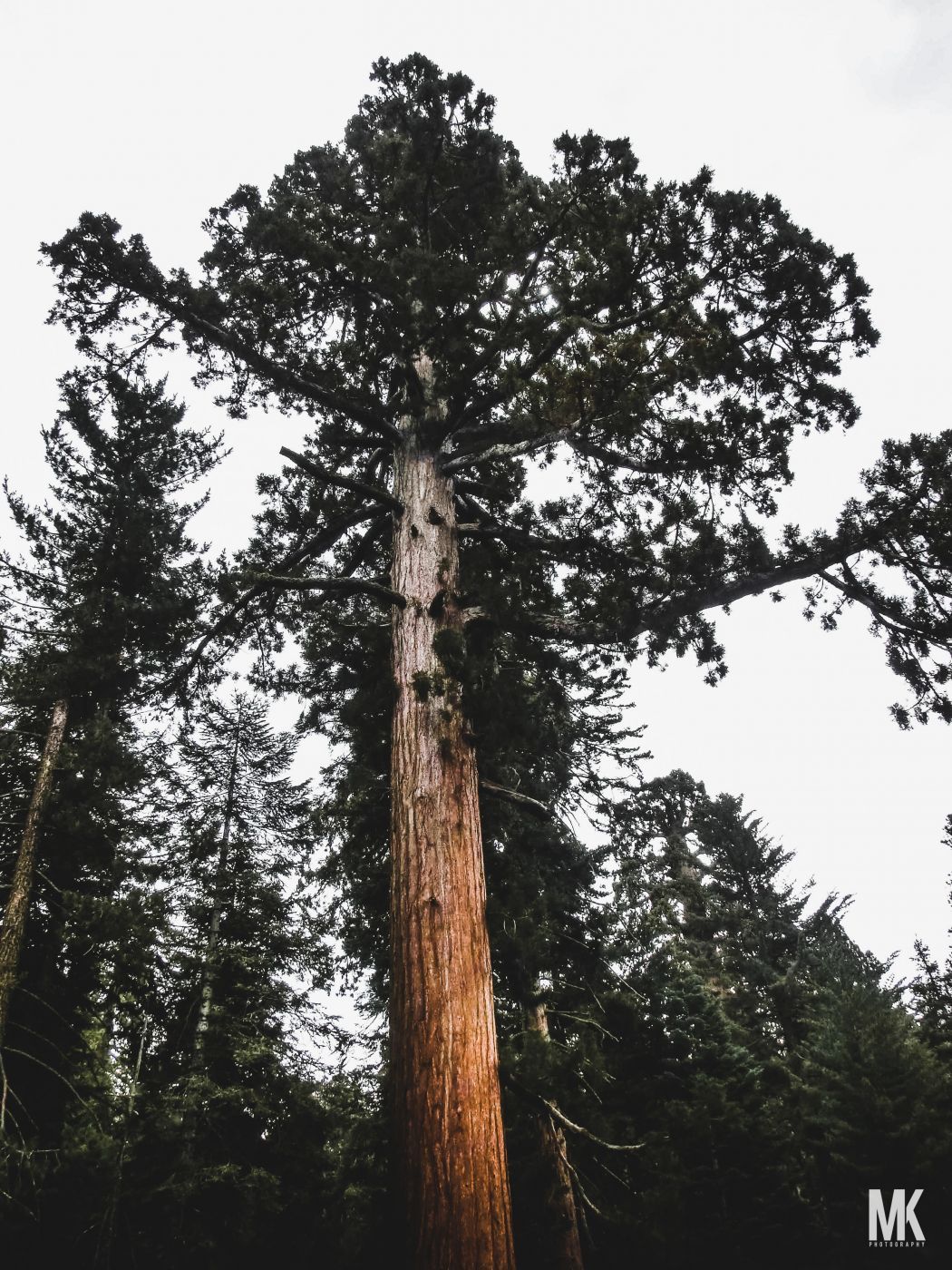 Sequoia and Kings Canyon National Parks, USA