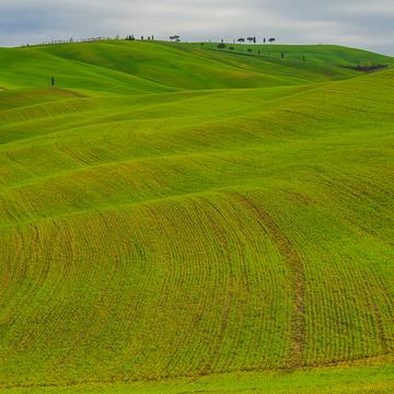green Val D'Orcia rolling hills, Italy