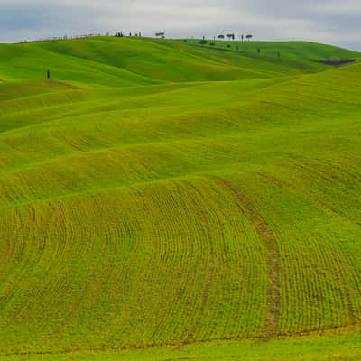 green Val D'Orcia rolling hills, Italy