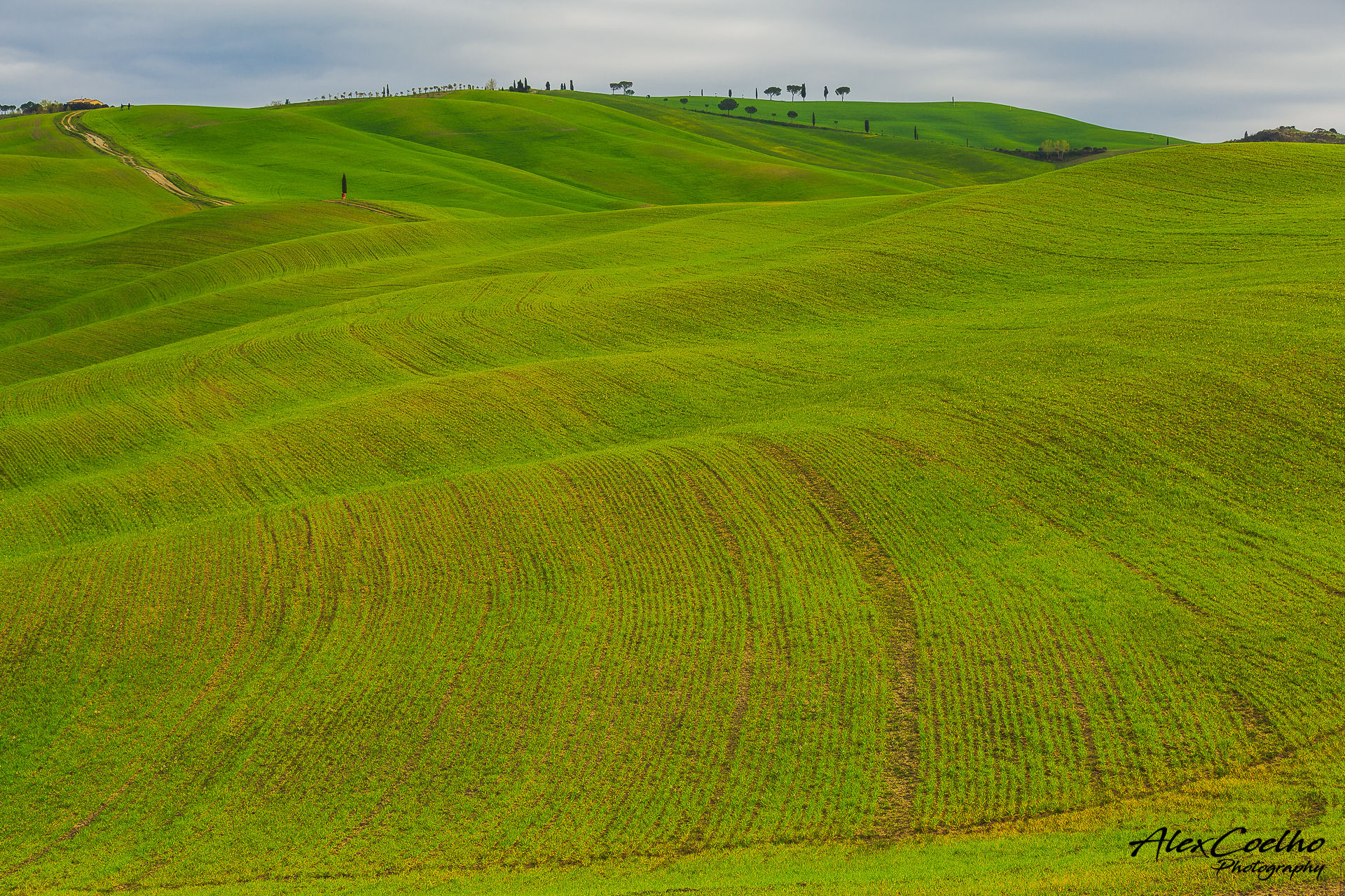 green Val D'Orcia rolling hills, Italy
