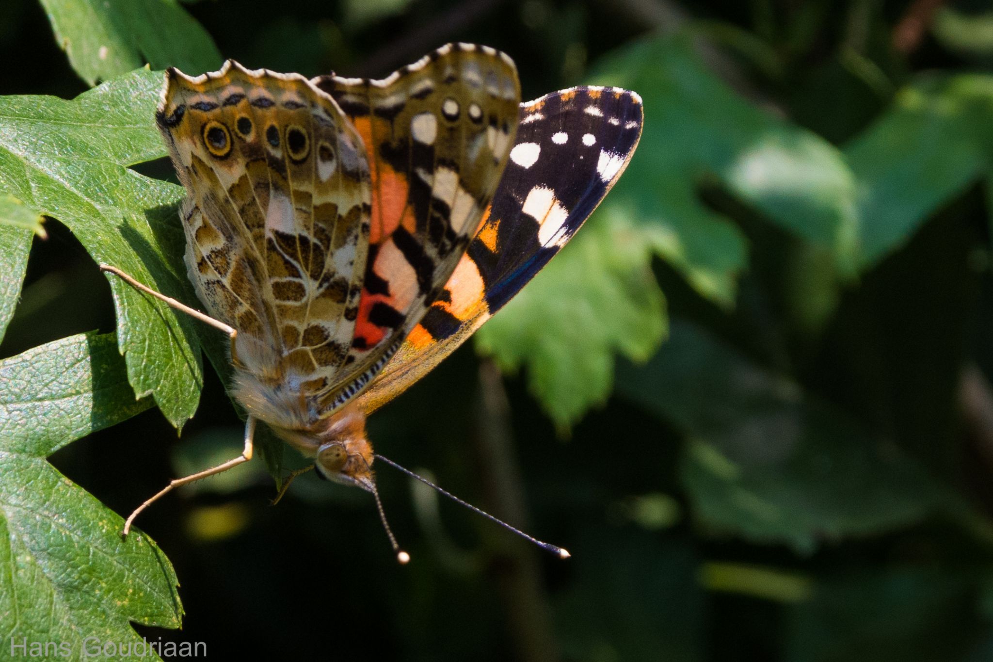 Insectgarden, Netherlands