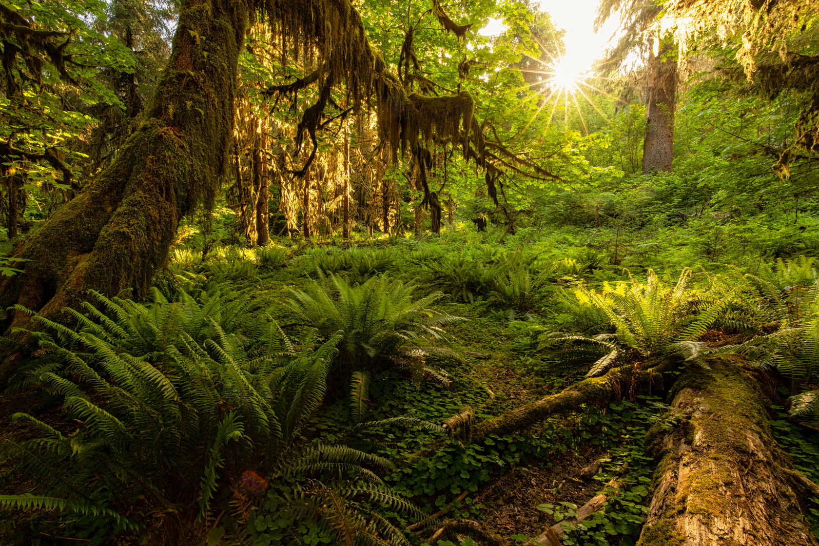Lights in the Jungle, USA