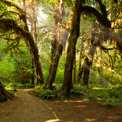 Lights in the Jungle, USA