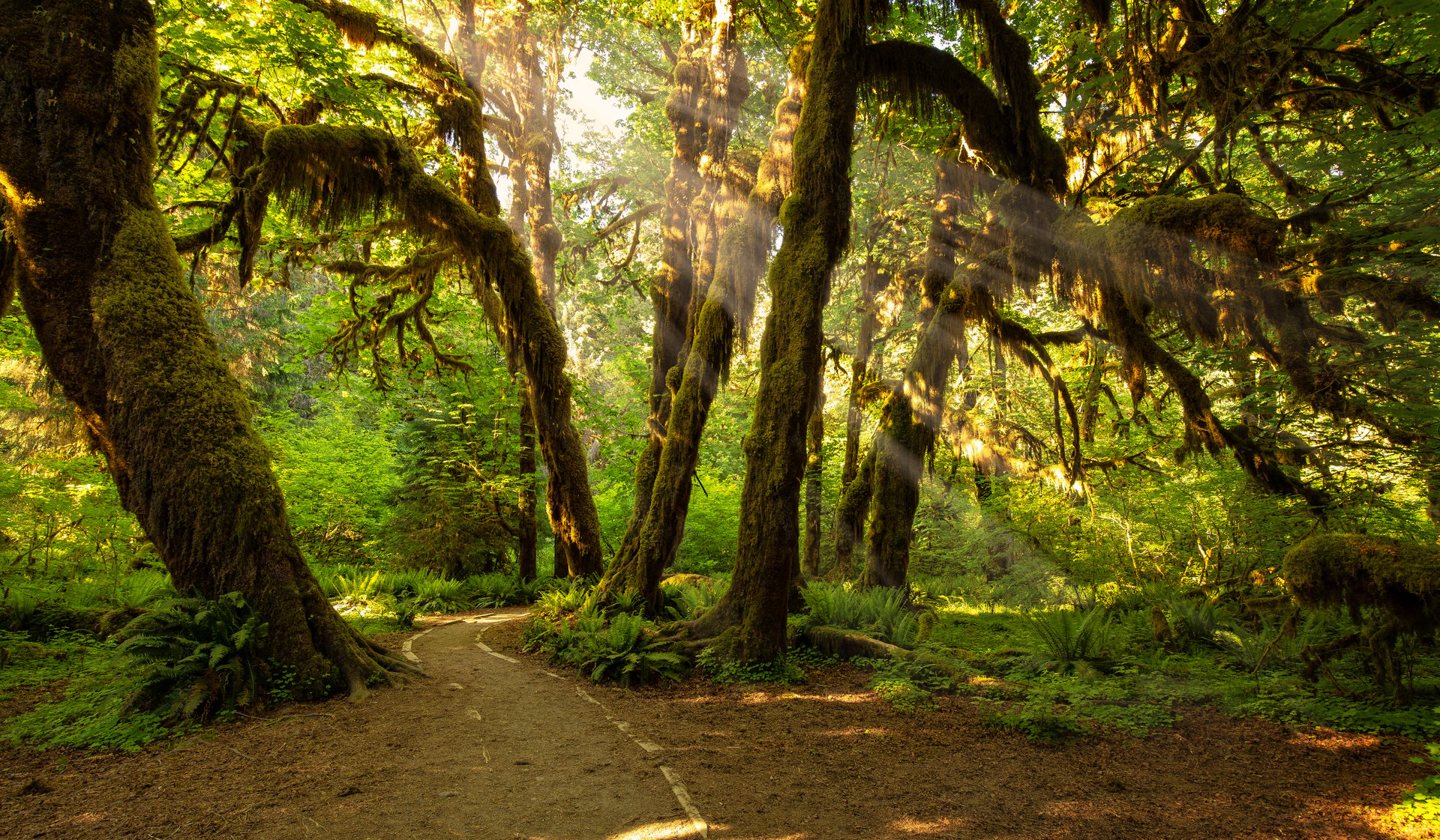 Top 3 Photo Spots at Hoh Rain Forest in 2024