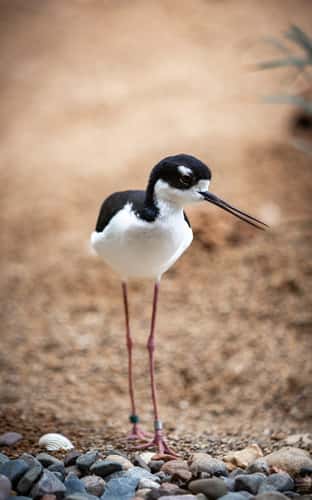 Lincoln Park Zoo, Chicago, Illinois