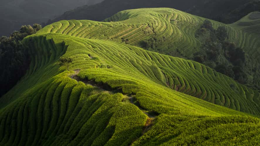 Longii rice terraces