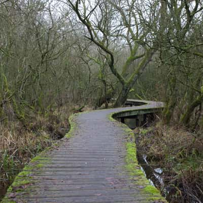 De Moerputten natural reserve, Netherlands