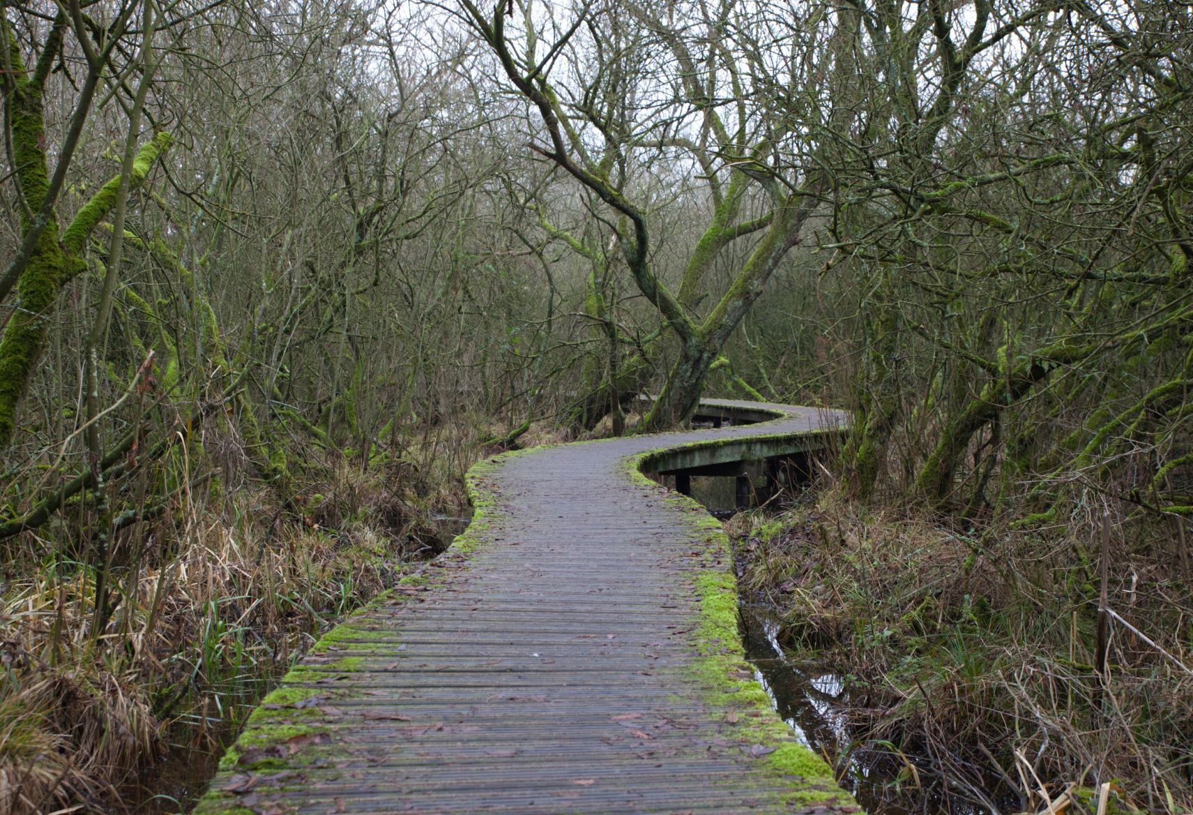 De Moerputten natural reserve, Netherlands